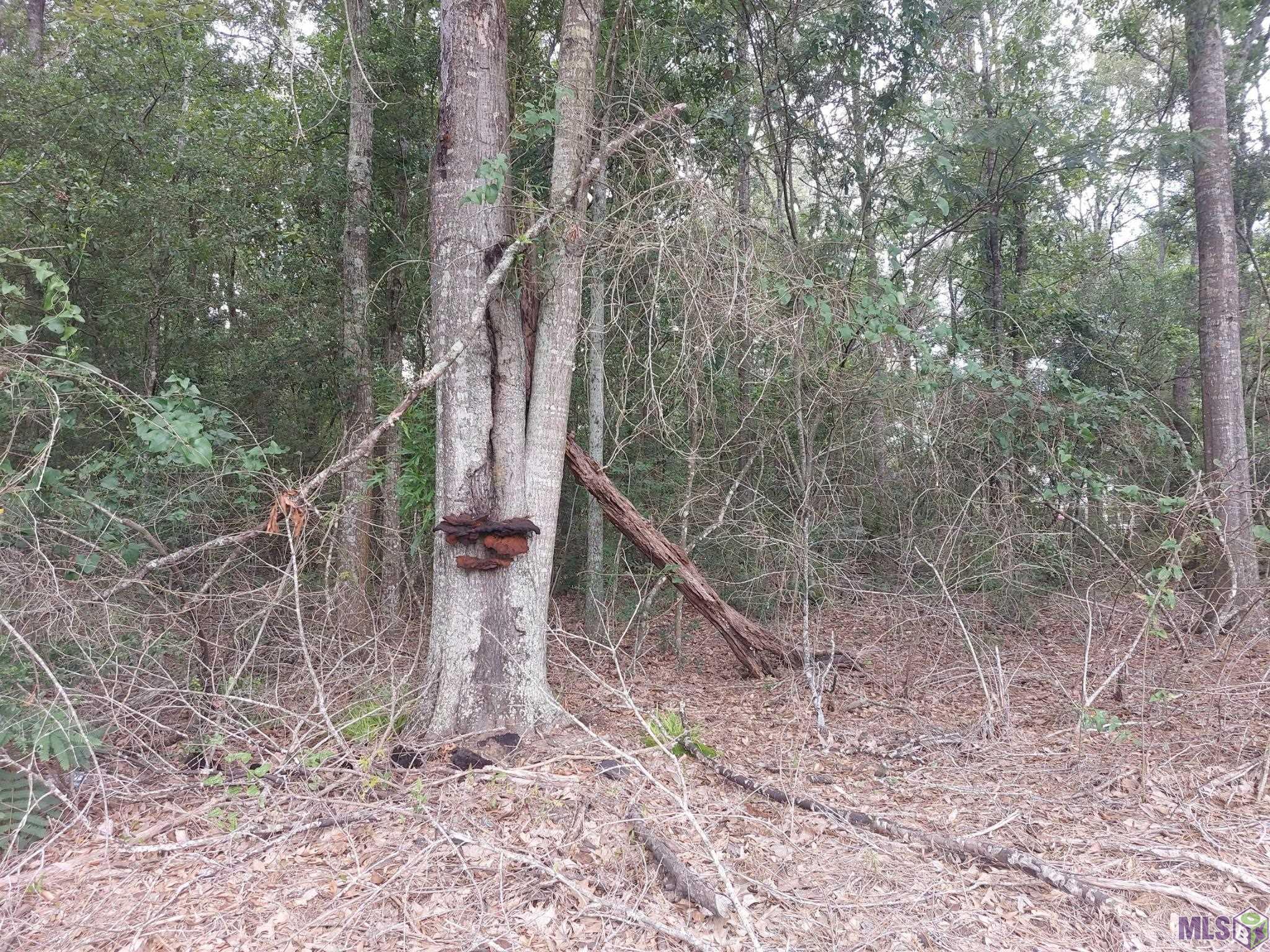 Homes for sale in Denham Springs, LA | A-2 La Hwy 1019, Denham Springs, LA 70706 | MLS# BR2025012194