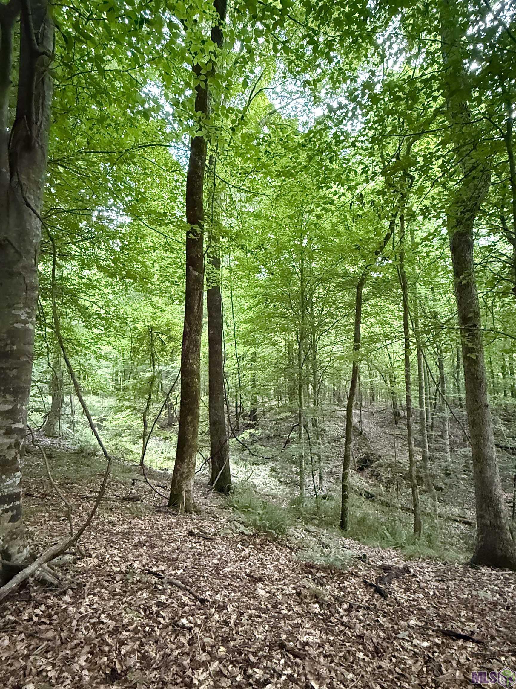 Homes for sale in Port Gibson, MS | 8145 Gordon Station Road, Port Gibson, MS 39150 | MLS# BR2025014119