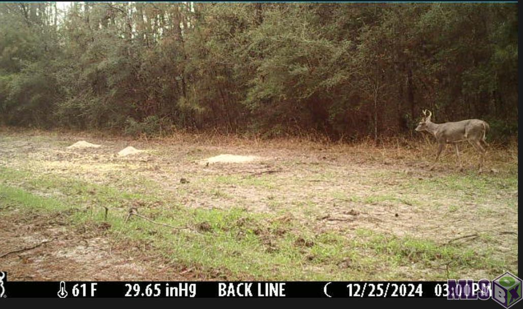 Homes for sale in Greensburg, LA | Tbd Aunt Margies Road, Greensburg, LA 70441 | MLS# BR2025014369