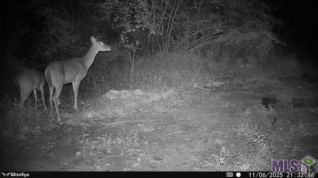 Homes for sale in Pine Grove, LA | 771 Carrier Rd, Pine Grove, LA 70453 | MLS# BR2025020174