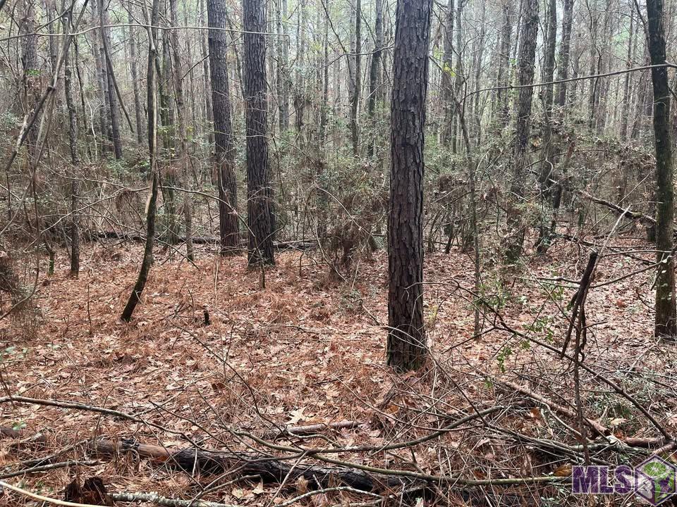 Homes for sale in Converse, LA | 0 Hwy #481, Converse, LA 71419 | MLS# BR2025021974