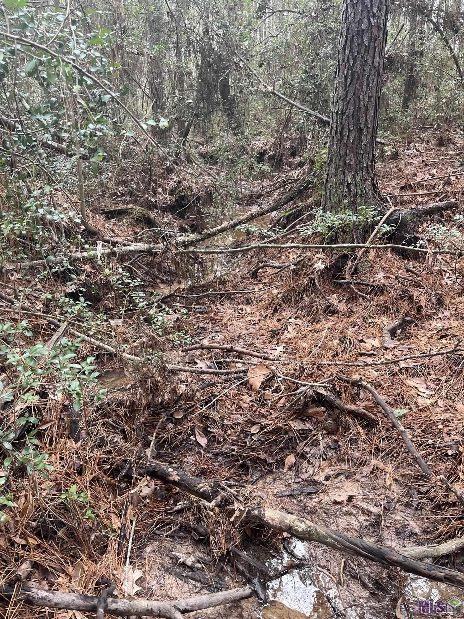 Homes for sale in Converse, LA | 0 Hwy #481, Converse, LA 71419 | MLS# BR2025021974