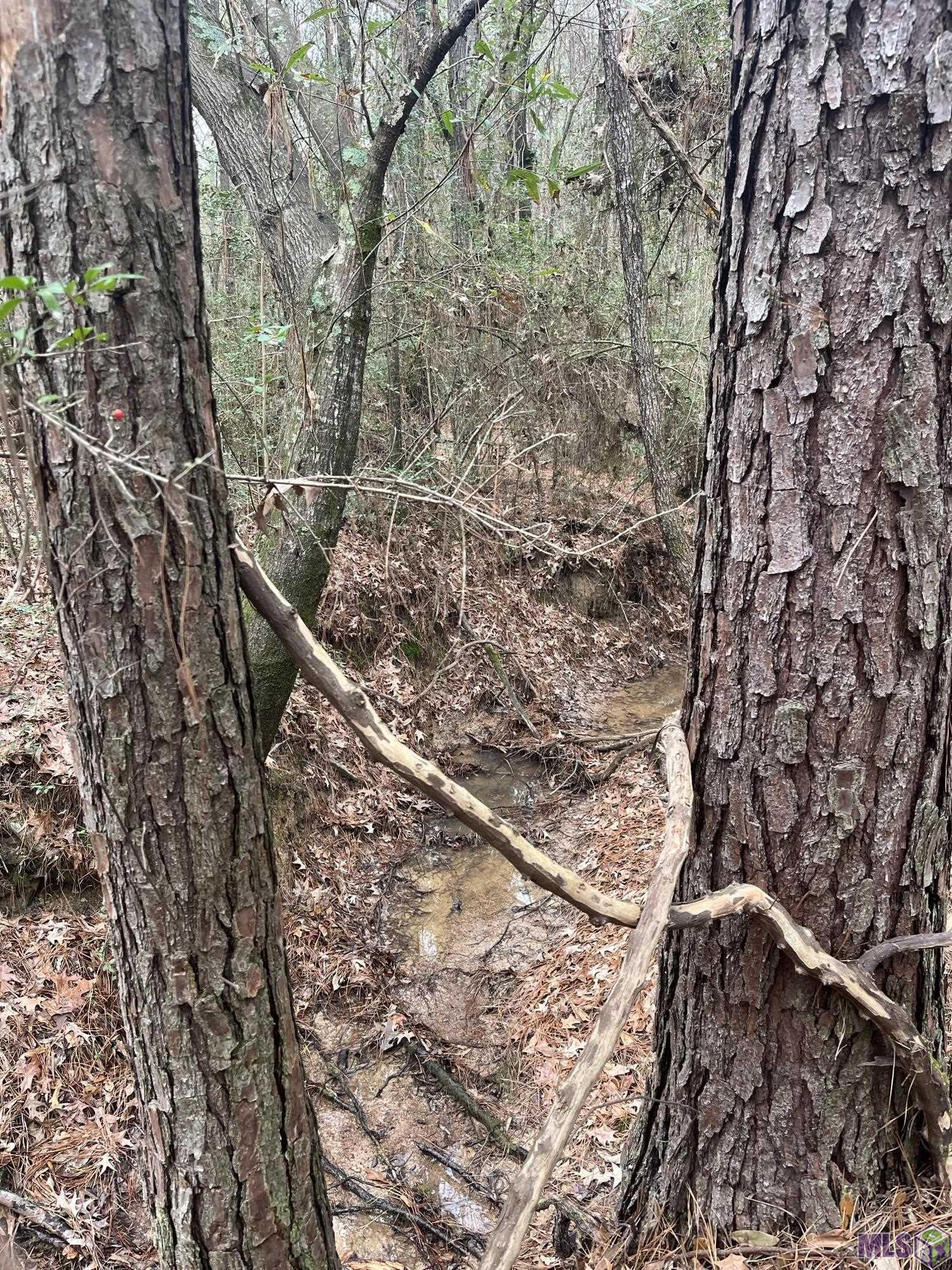 Homes for sale in Converse, LA | 0 Hwy #481, Converse, LA 71419 | MLS# BR2025021974