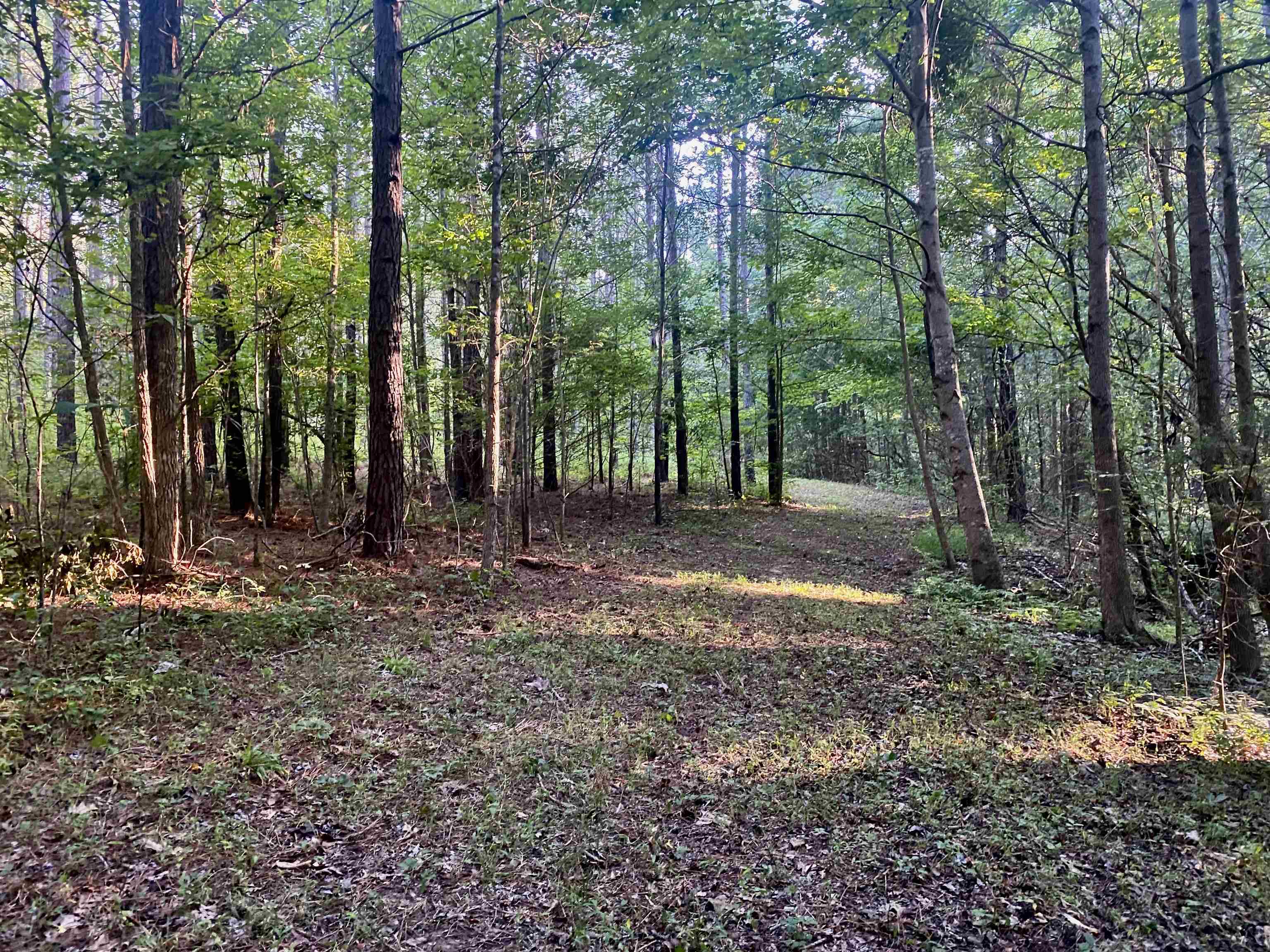 65.33 ACRES Ames, Hickory Valley, Tennessee image 14