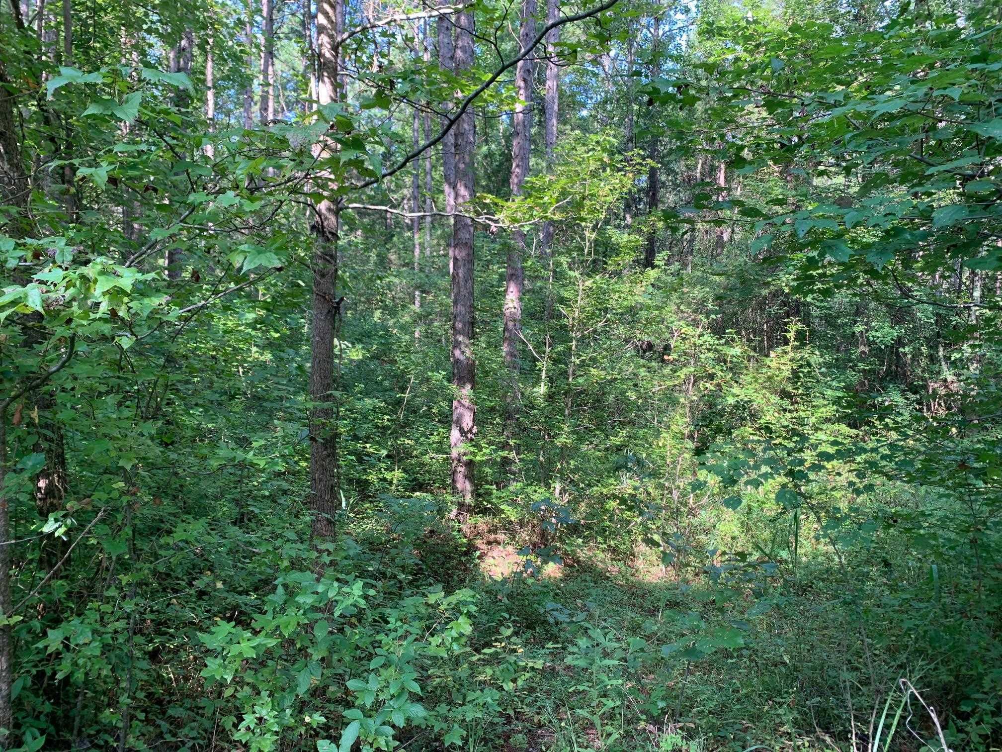 Elmer Cox, Bethel Springs, Tennessee image 3