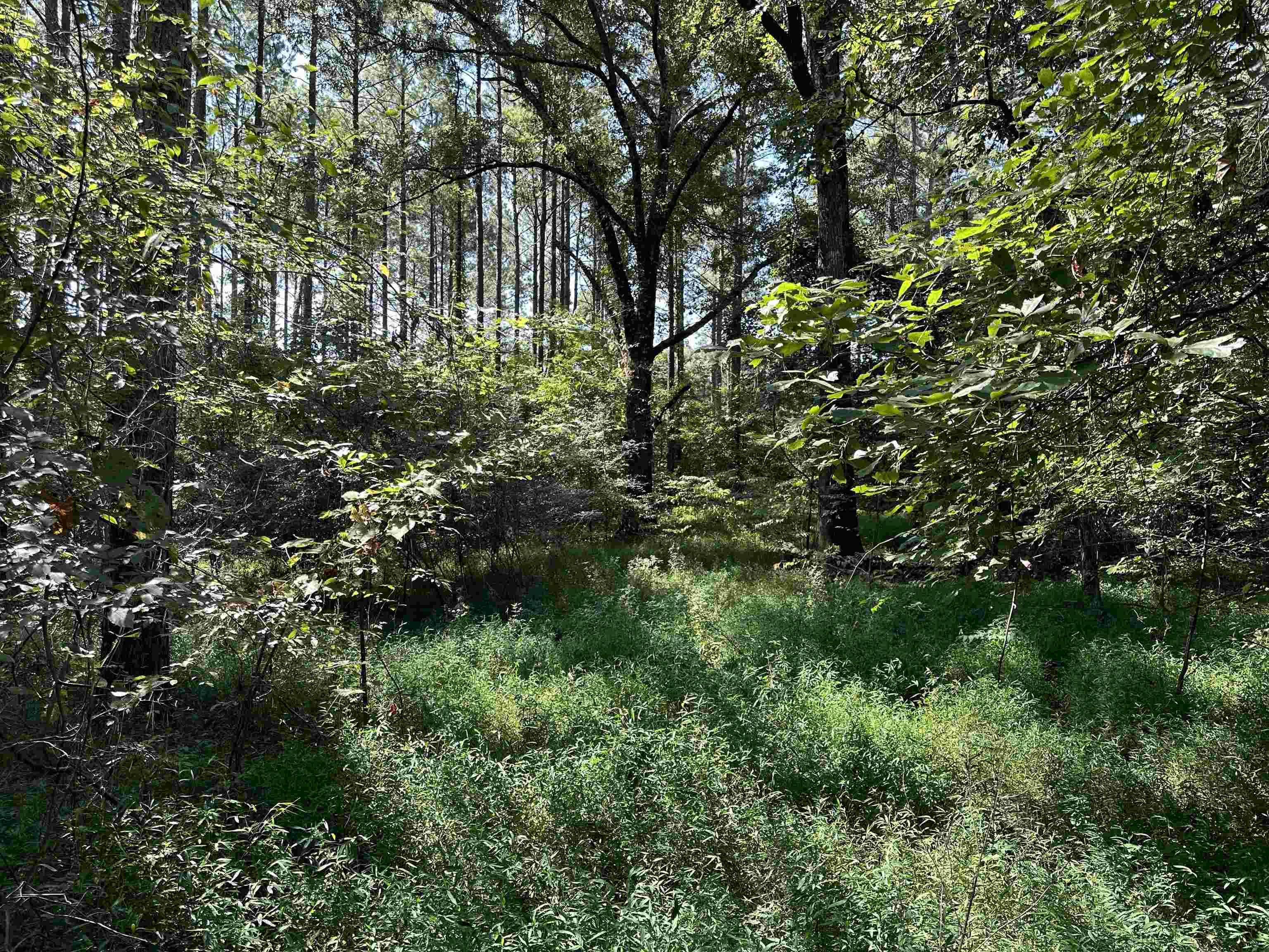 View of local wilderness