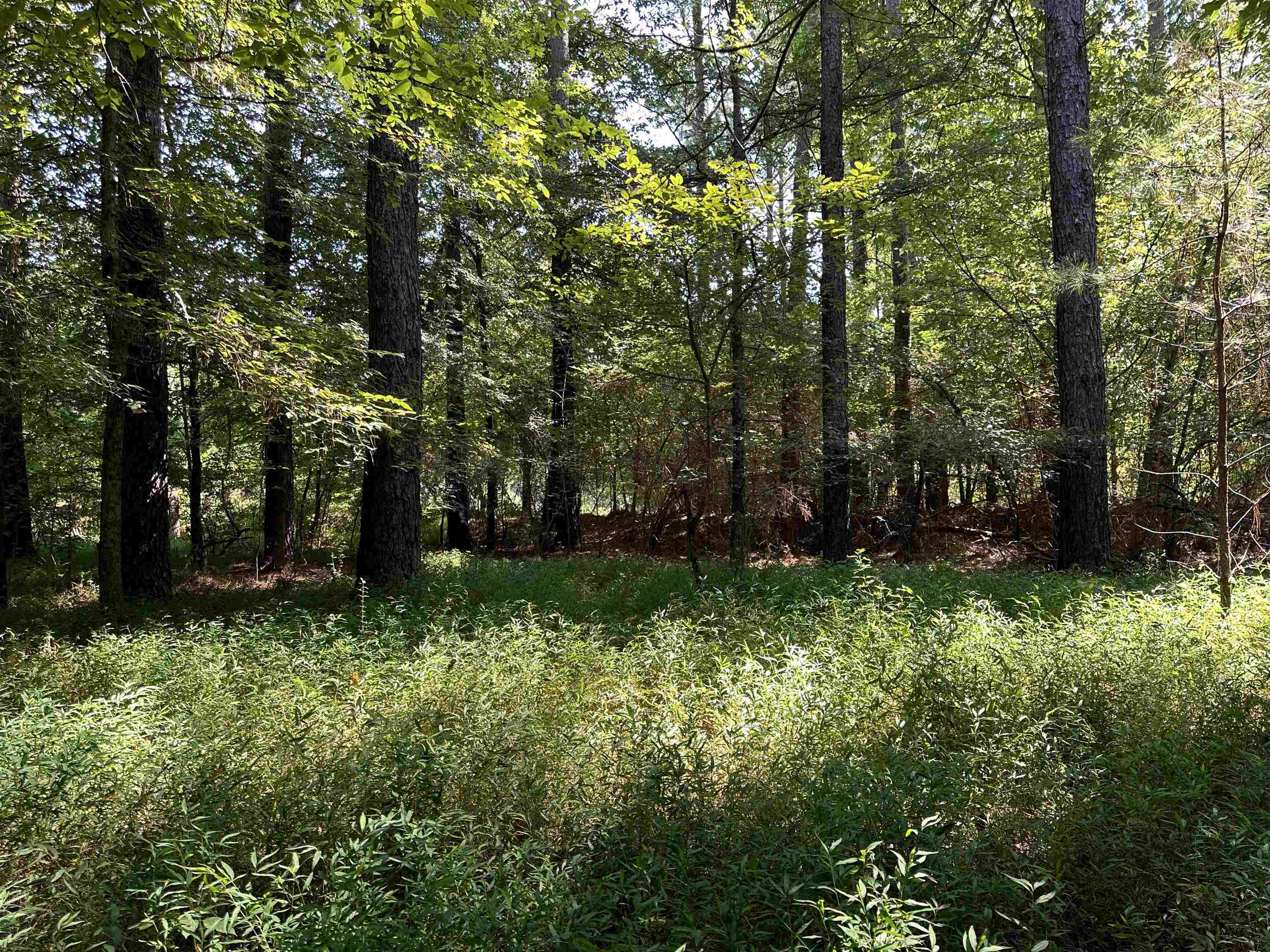 View of local wilderness