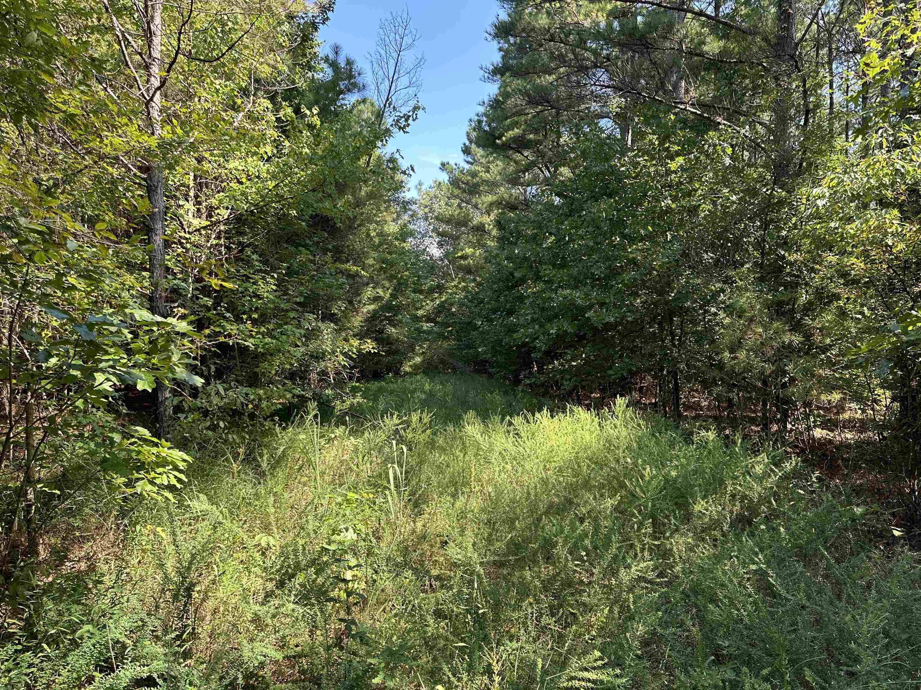 View of nature
