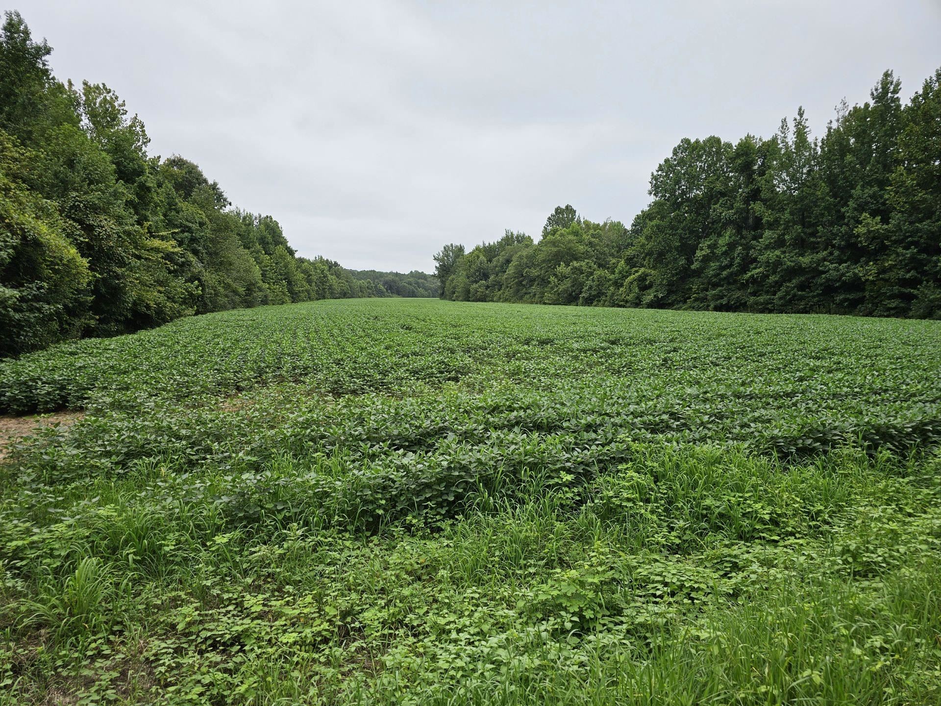 View of local wilderness