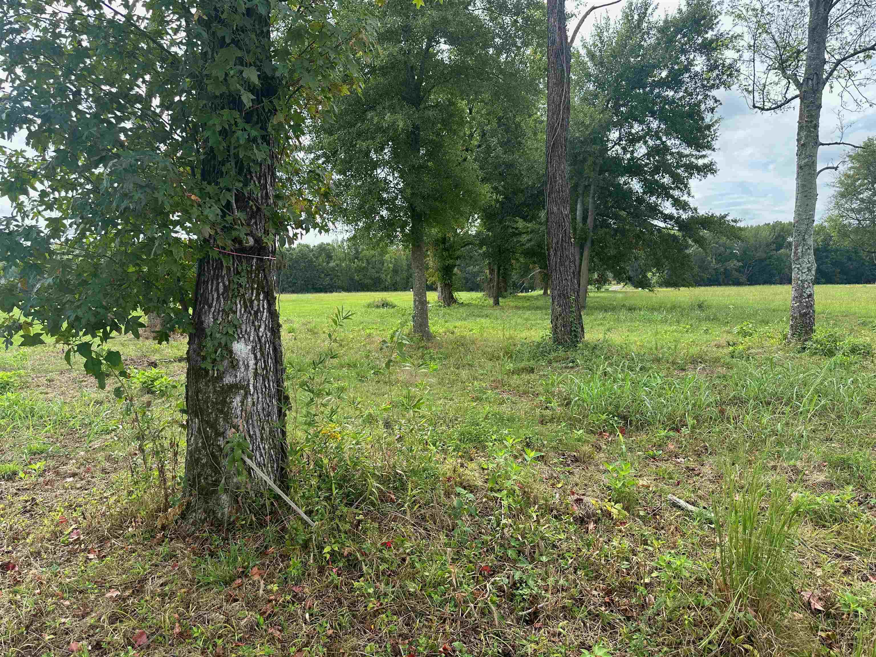 Cravens, Savannah, Tennessee image 5