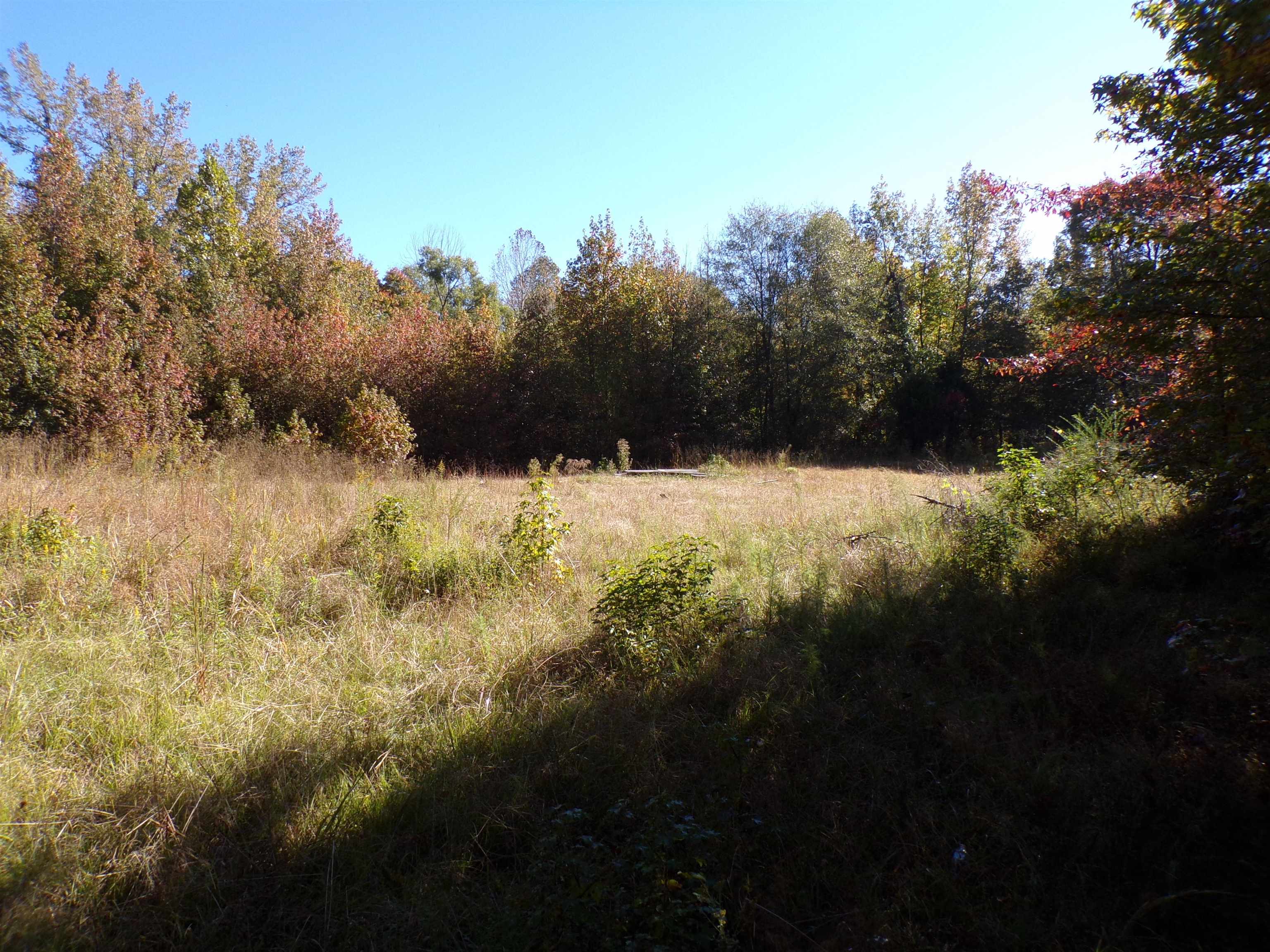 View of local wilderness