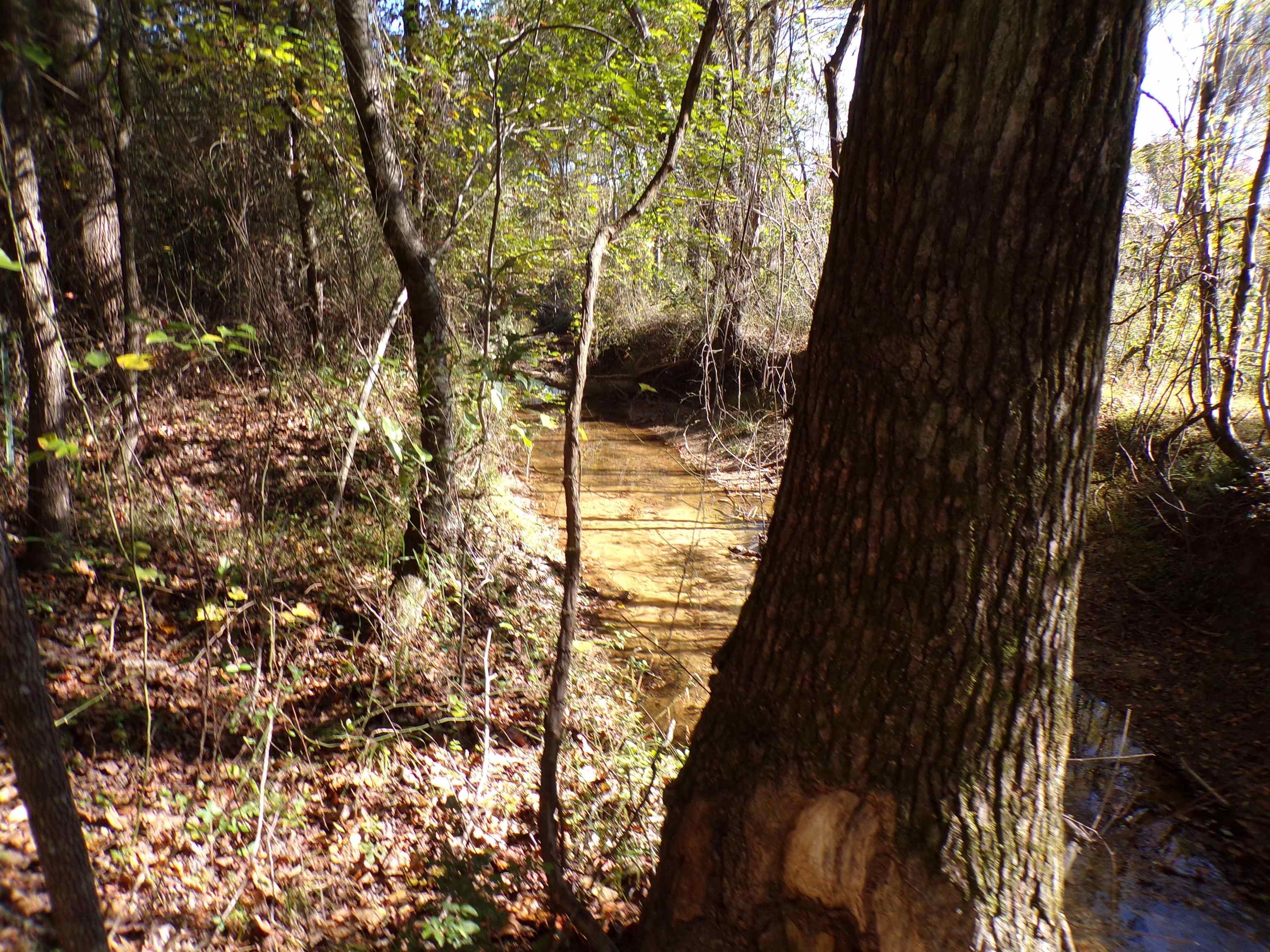 View of local wilderness