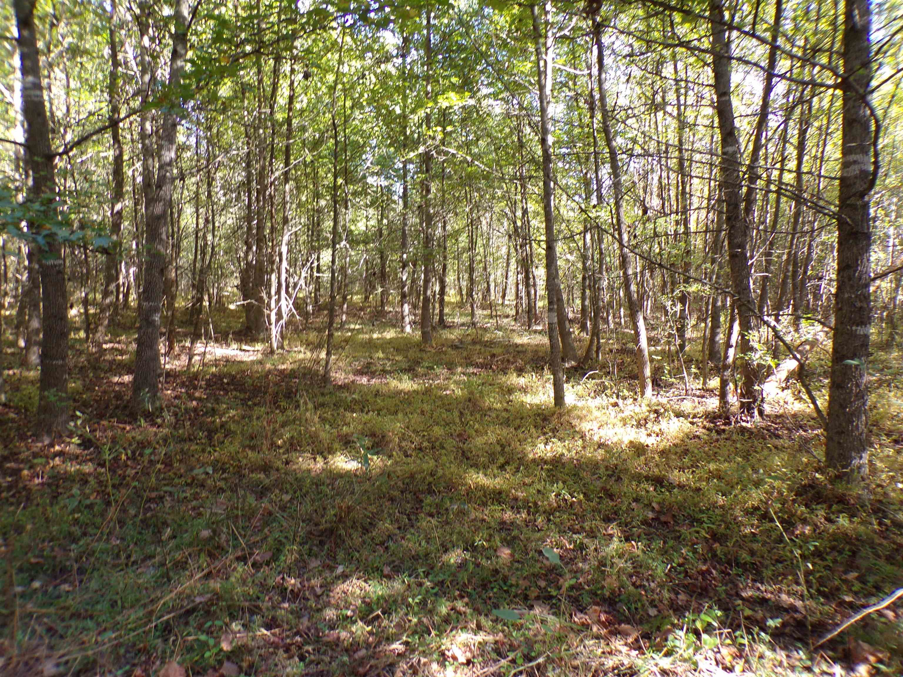 View of local wilderness