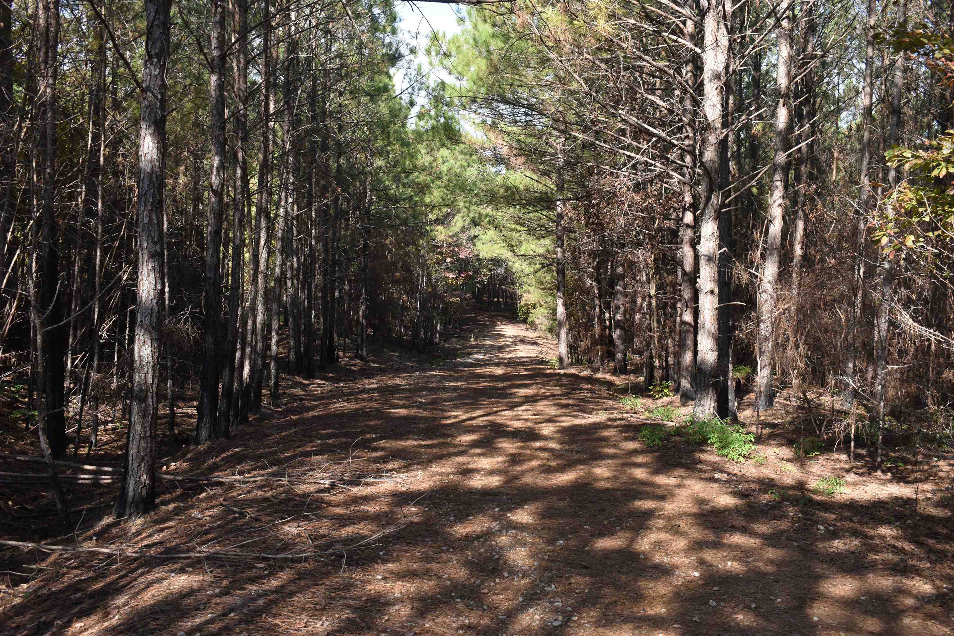 View of road