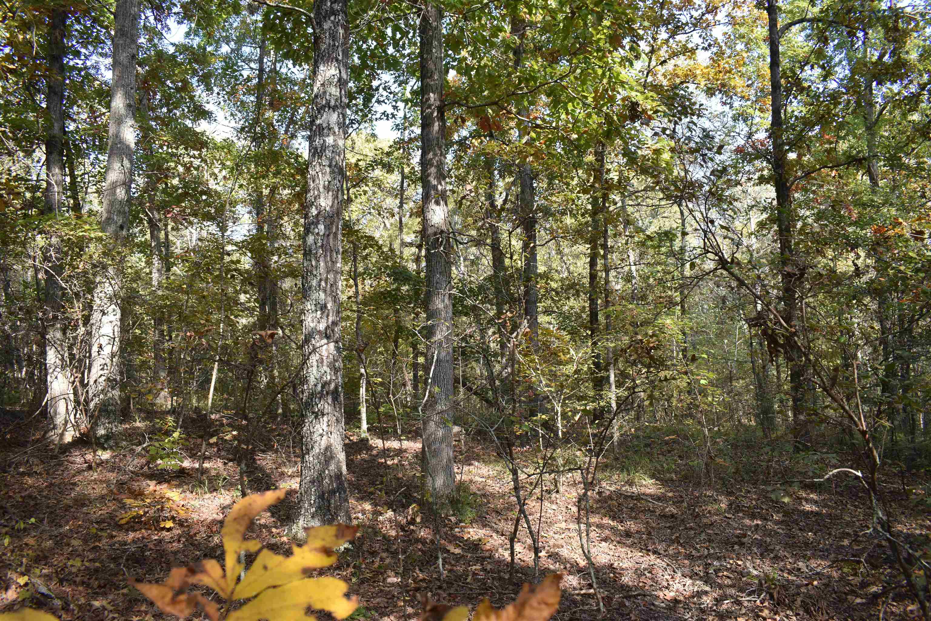 View of local wilderness