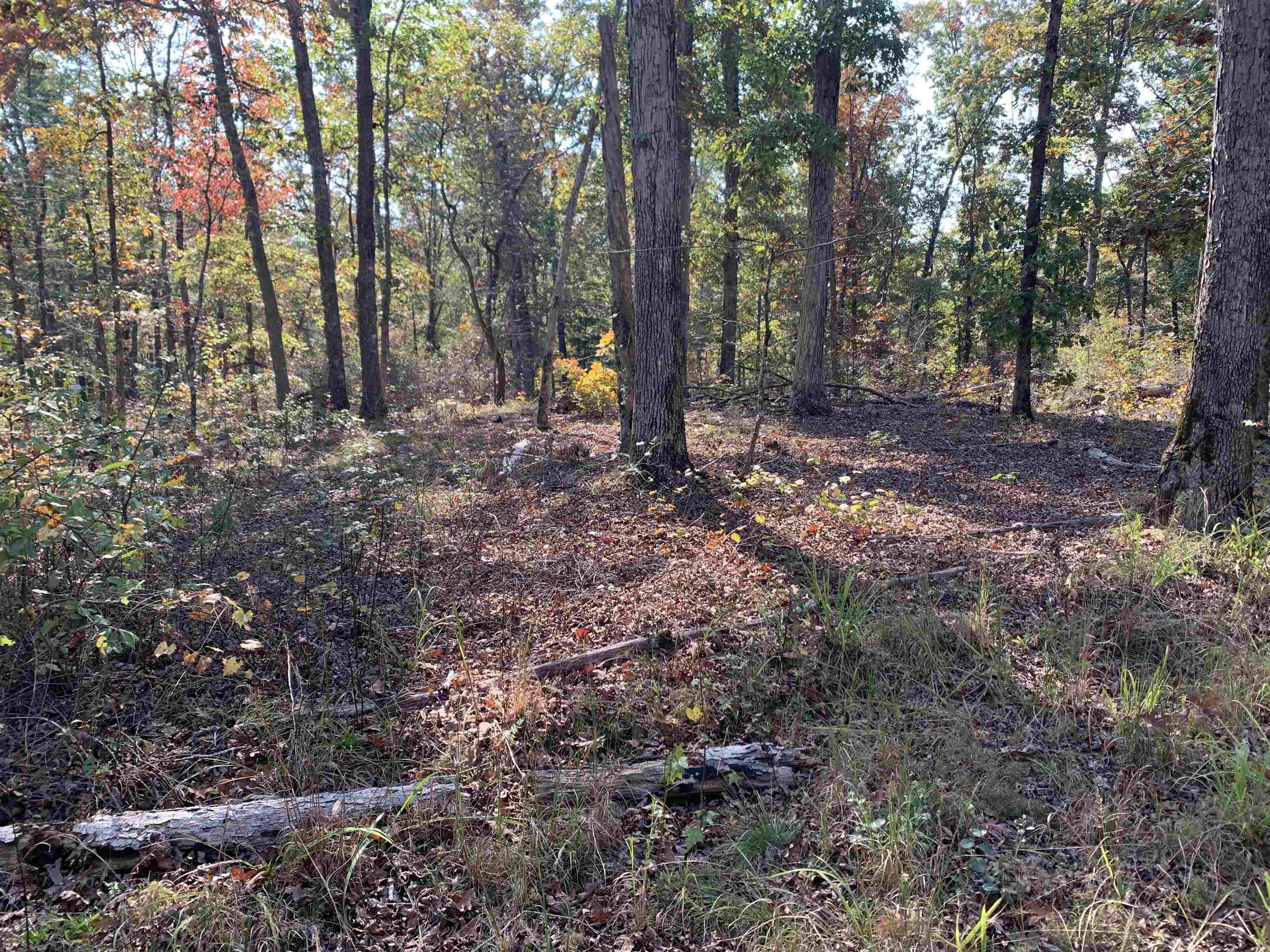 Sandy Flatt, Bethel Springs, Tennessee image 14